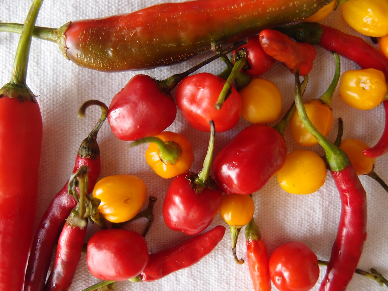 2016-01-26 Pimentas 1 + 2 (Foto)